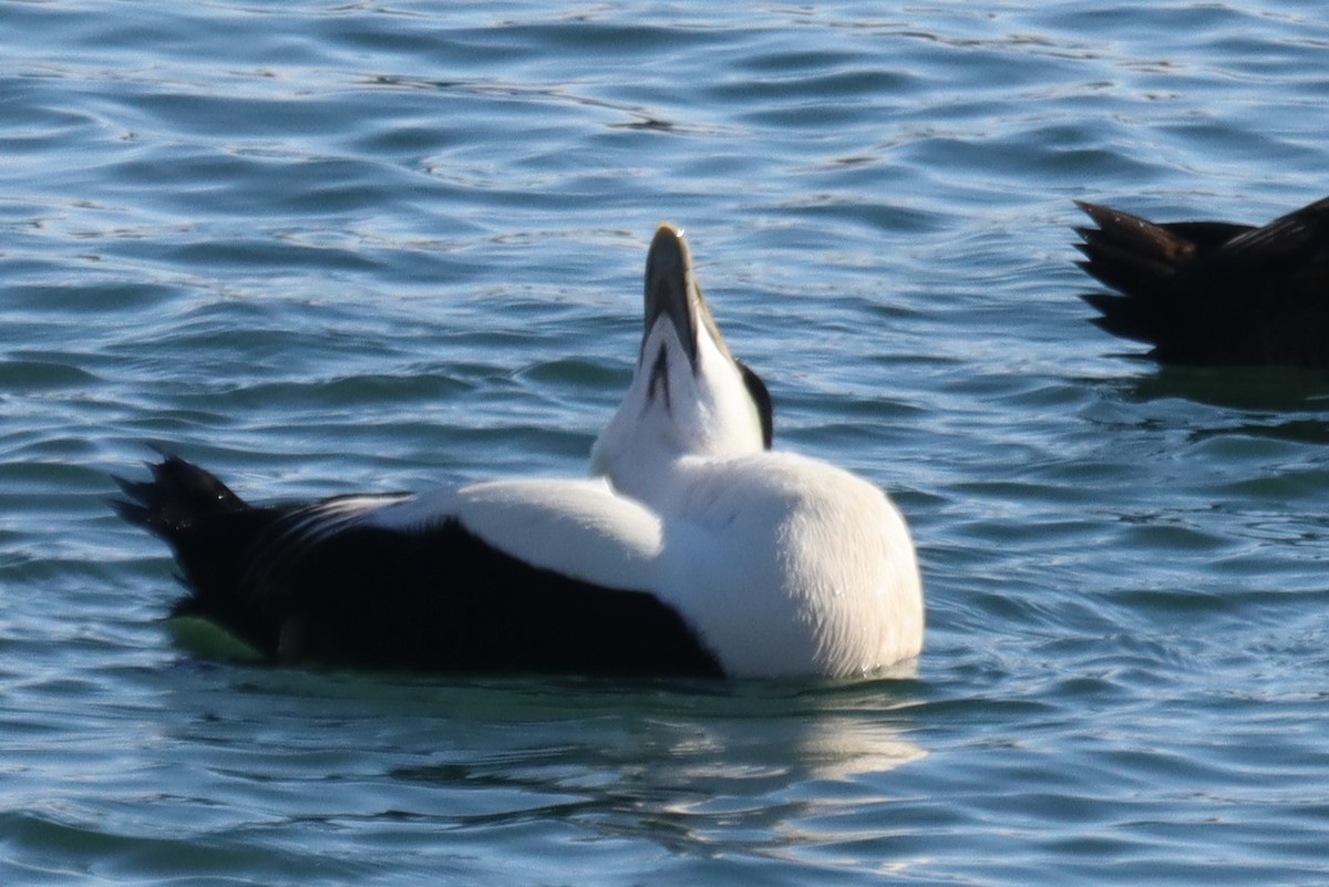 Common Eider (Dresser's) - ML302973111