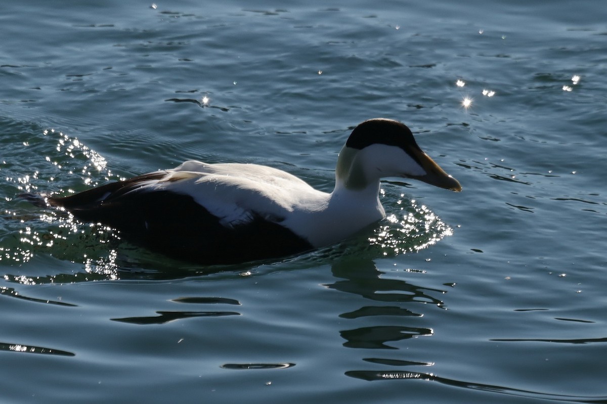 Common Eider - ML302973131