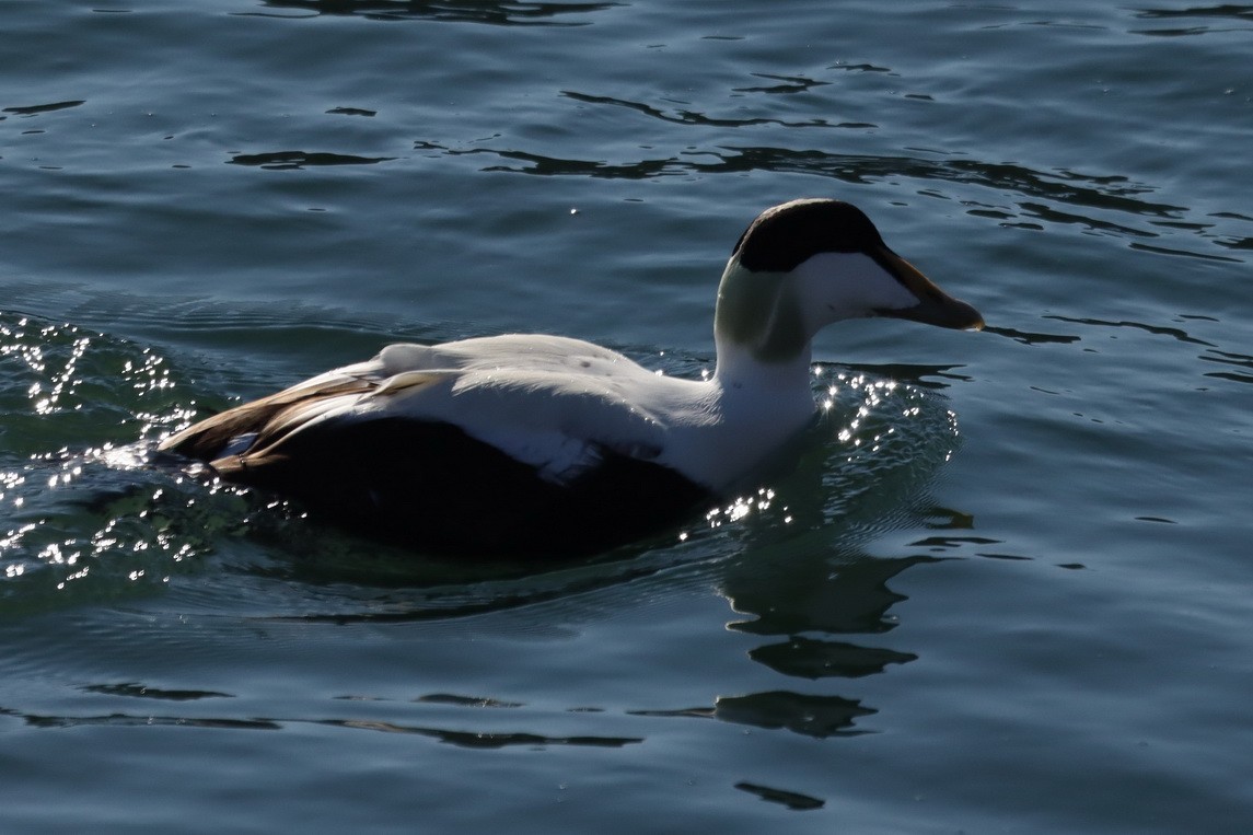 Common Eider - ML302973161