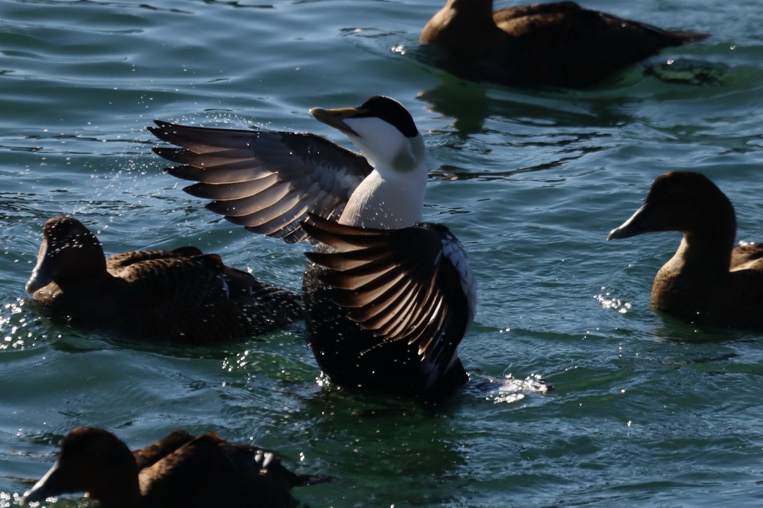 Common Eider - ML302973171