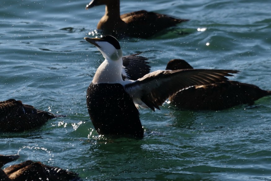 Common Eider - ML302973231