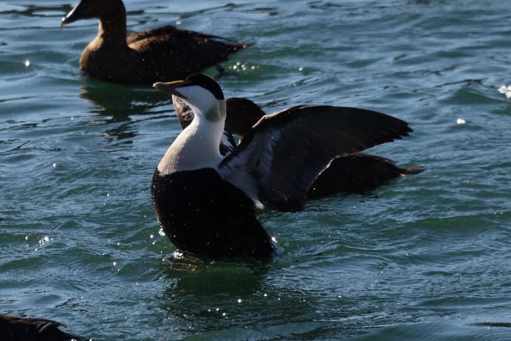 Common Eider - ML302973241