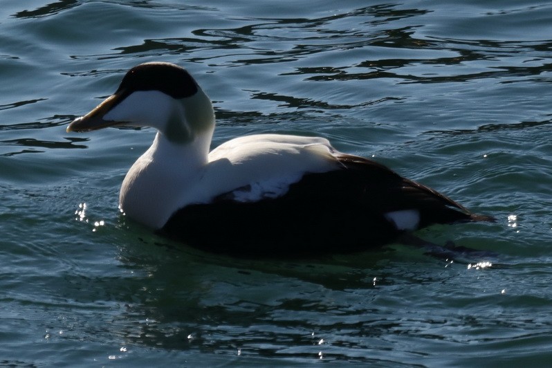 Common Eider - ML302973261