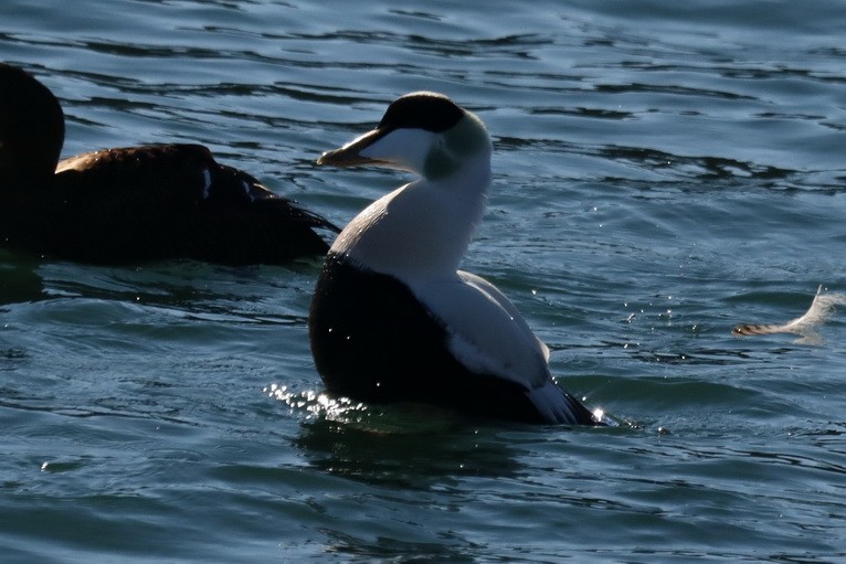 Common Eider - ML302973291