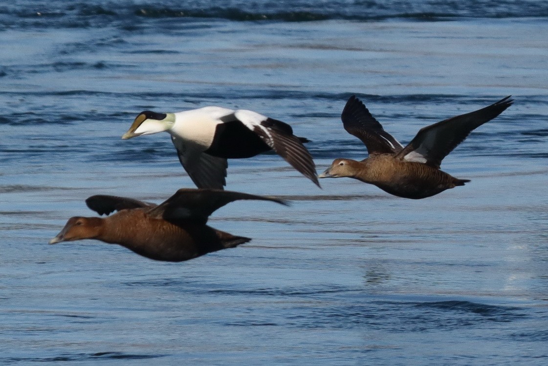 Common Eider - ML302973341