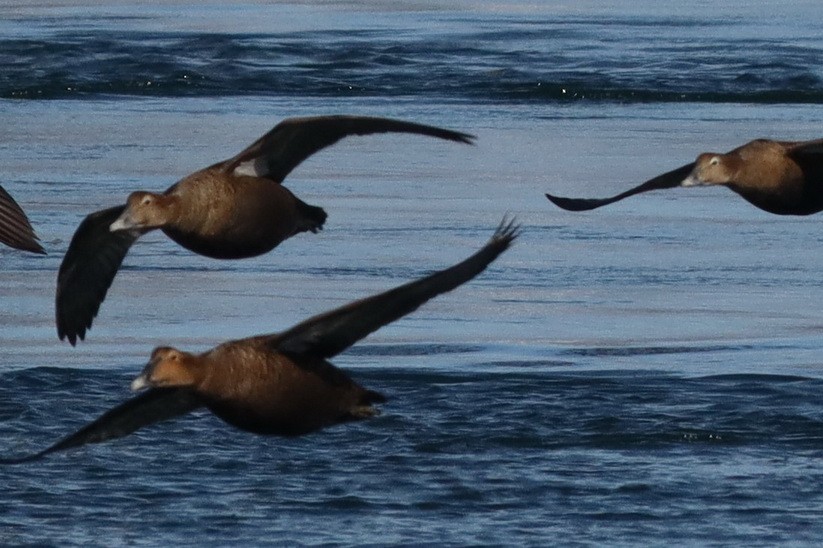 Common Eider - ML302973351