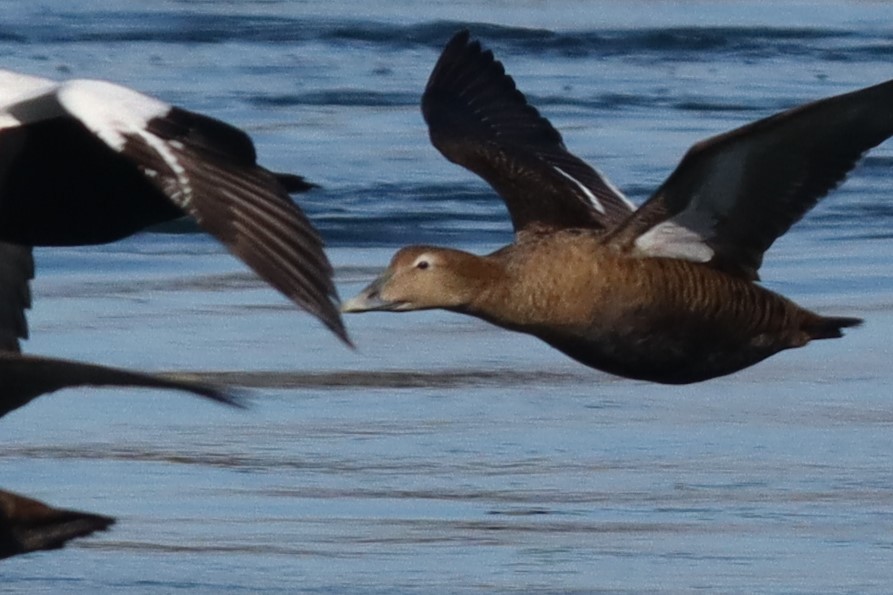 Common Eider - Keith  Mueller