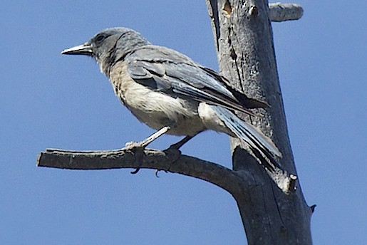 Mexican Jay - ML30297431