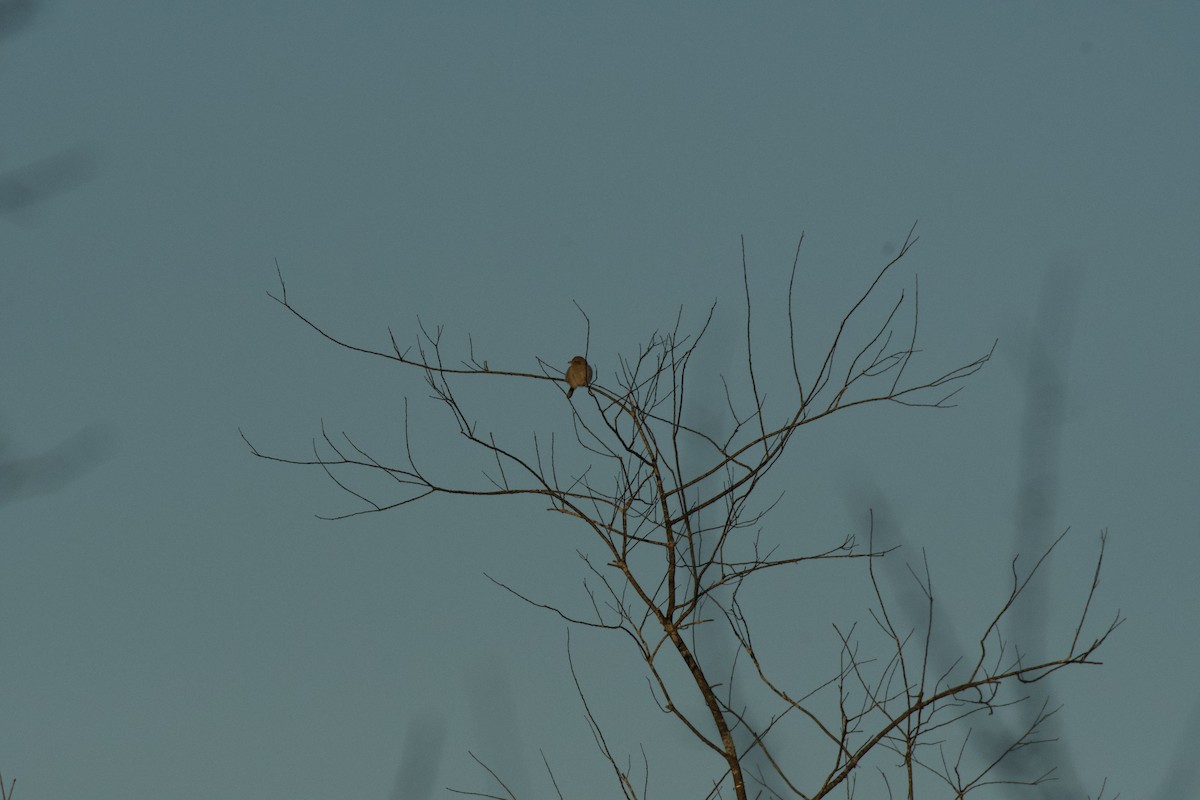 Northern Shrike - ML302974451