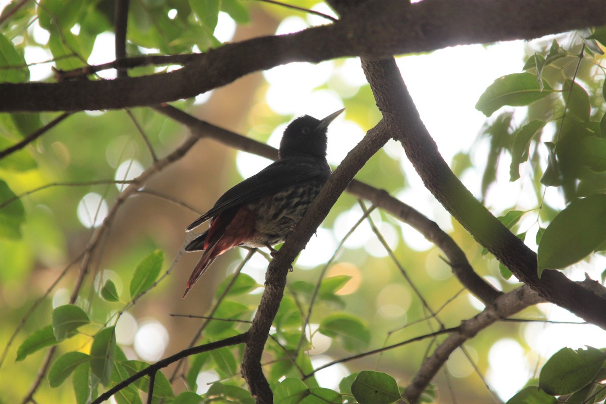 Maroon Oriole - ML302975111