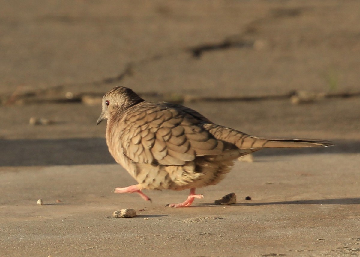 Inca Dove - ML302975241