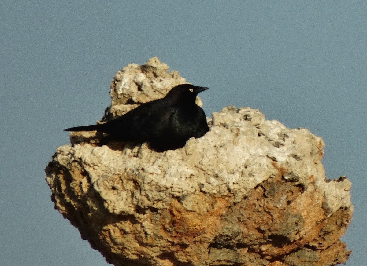 Brewer's Blackbird - ML30297541