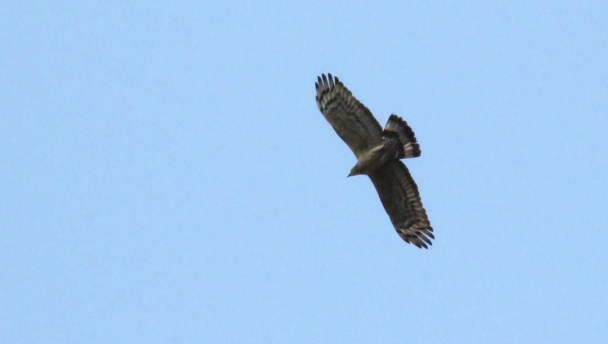 Oriental Honey-buzzard - ML302975451