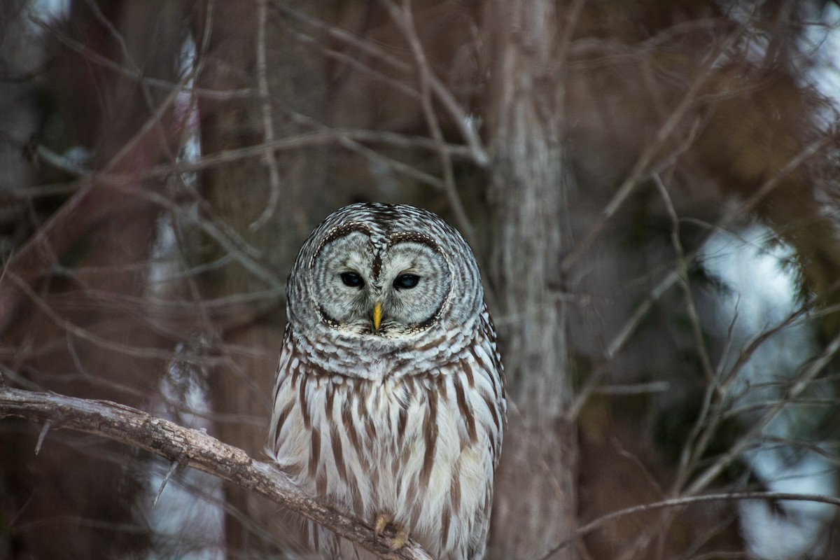 Barred Owl - ML302975511