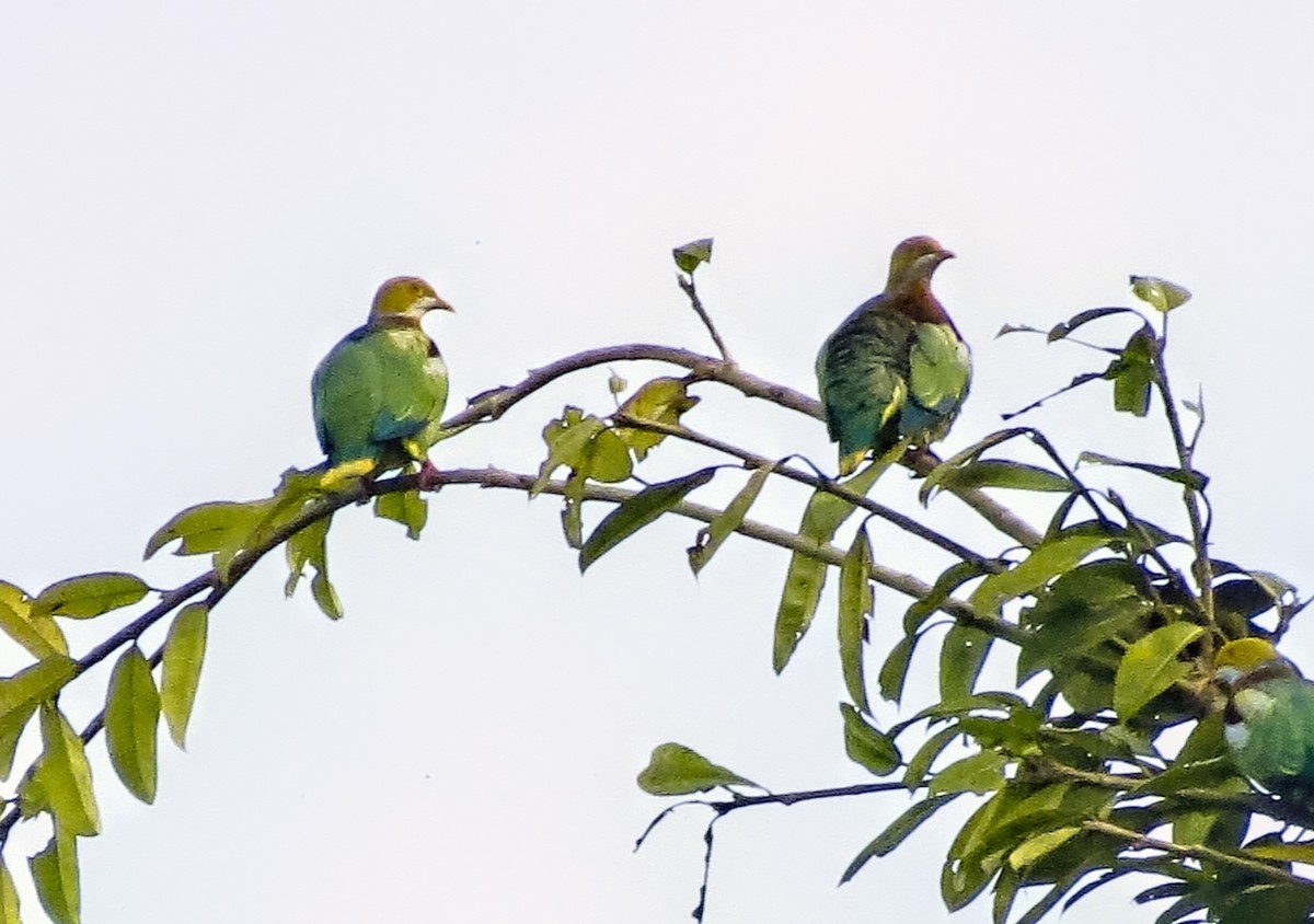 Ornate Fruit-Dove - ML302979111