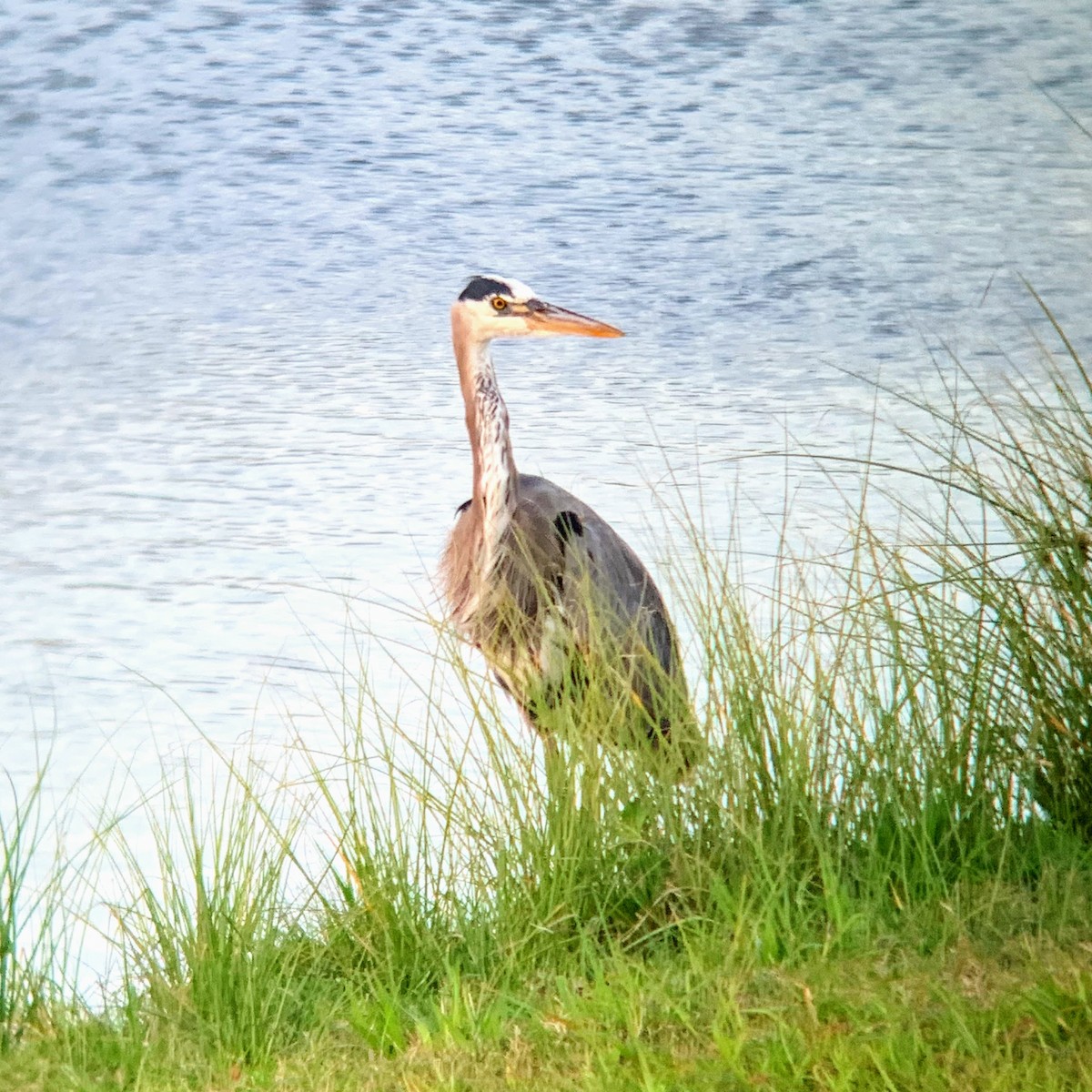 Great Blue Heron - ML302979261