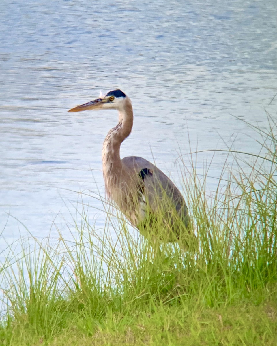 Great Blue Heron - ML302979271