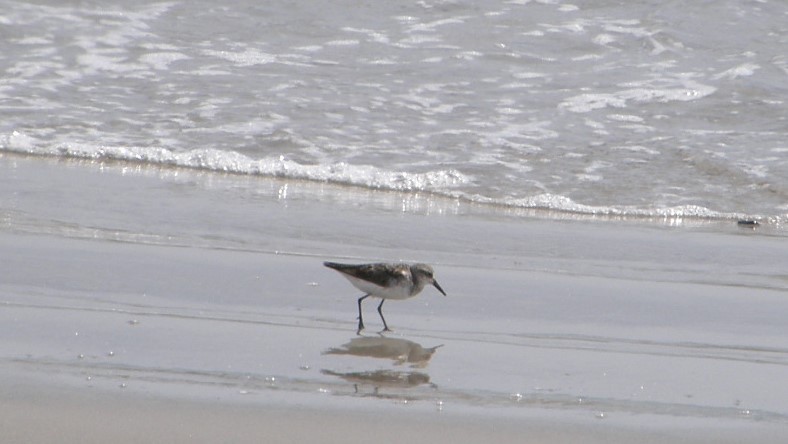 Semipalmated Sandpiper - ML302980791