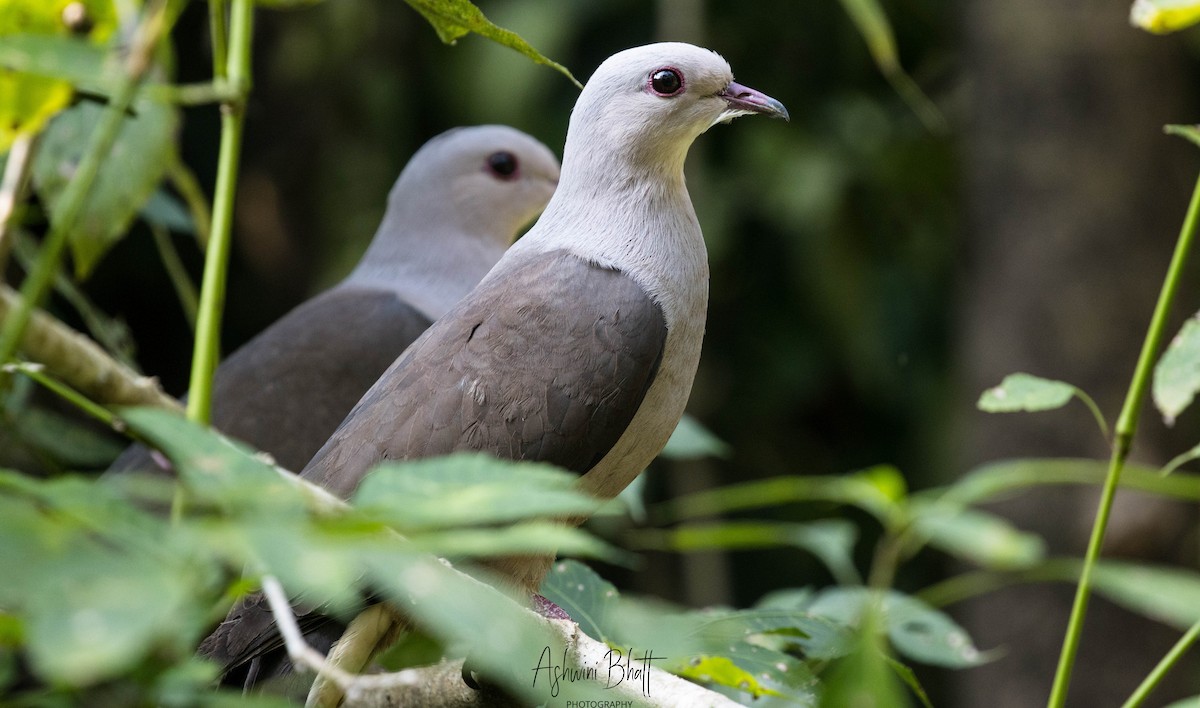 Malabar Imperial-Pigeon - Ashwini Bhatt