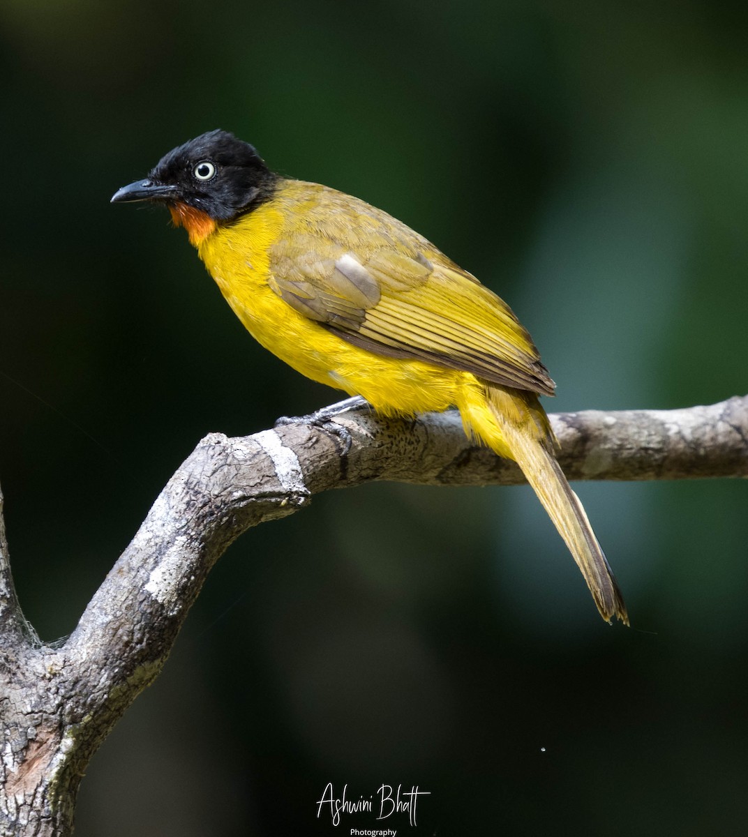 Flame-throated Bulbul - ML302981021