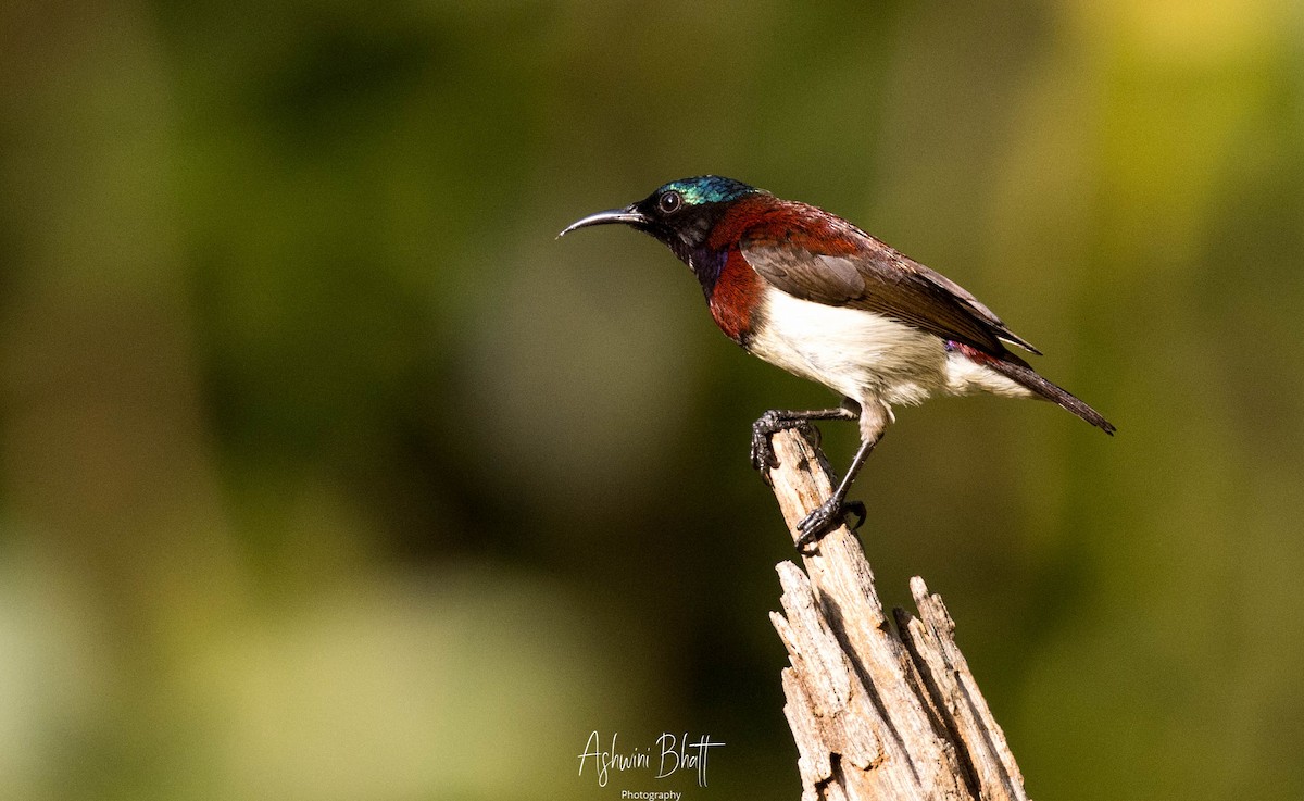 Crimson-backed Sunbird - ML302981531