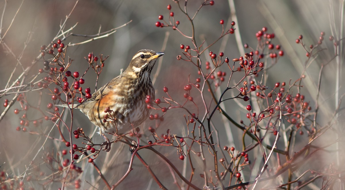 Redwing - Doug Hitchcox