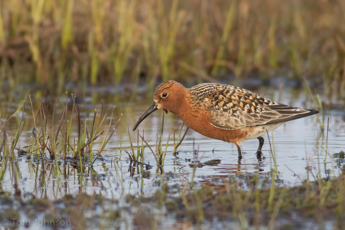 Curlew Sandpiper - ML30298951