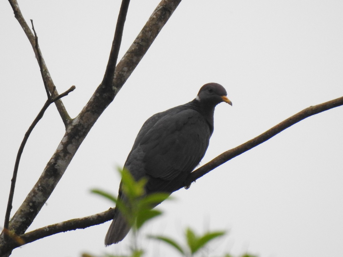 Band-tailed Pigeon - ML302990041