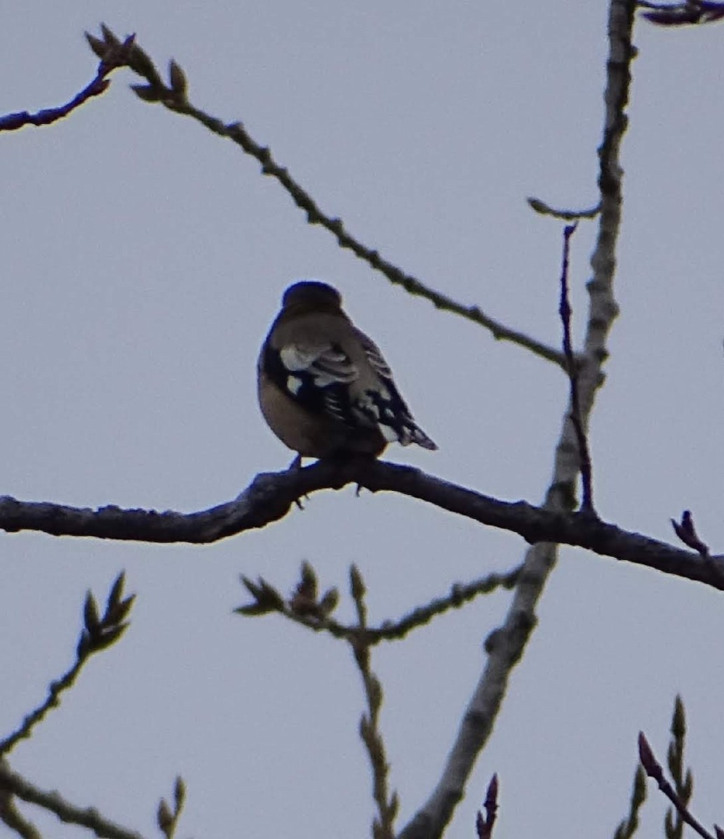 Evening Grosbeak - ML302991141