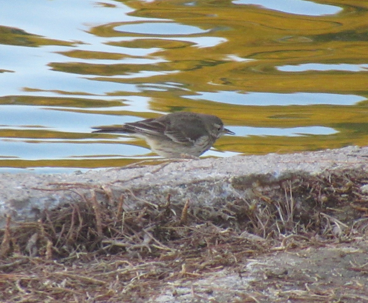 American Pipit - Dennis Trapnell