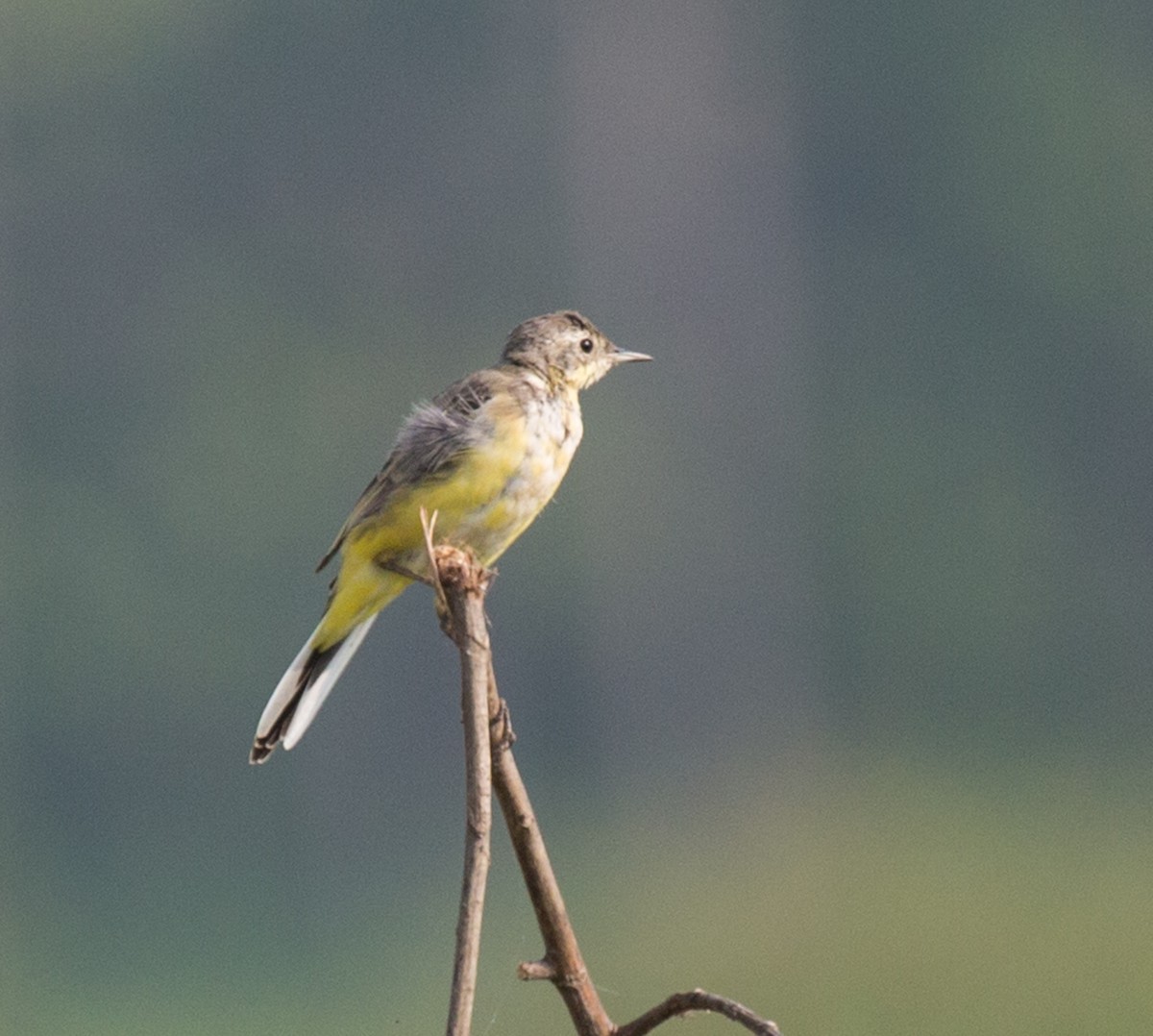 wagtail sp. - ML302992111