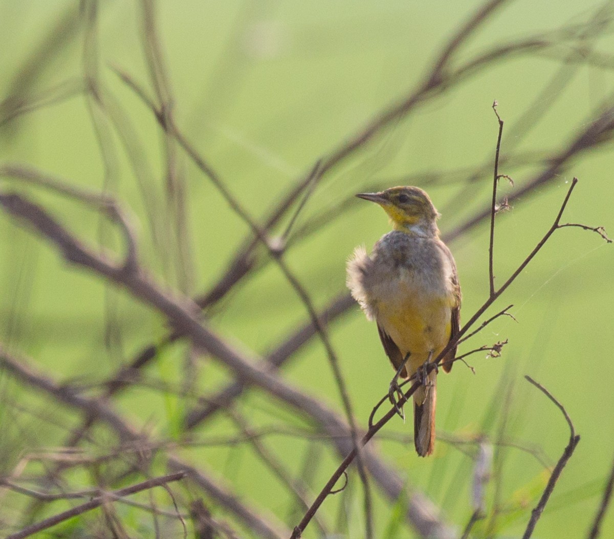 wagtail sp. - ML302992141