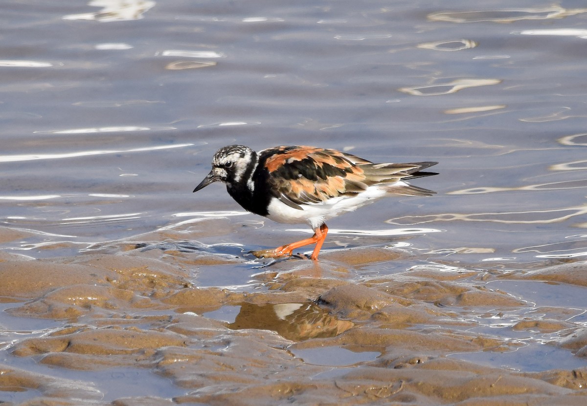 Ruddy Turnstone - A Emmerson