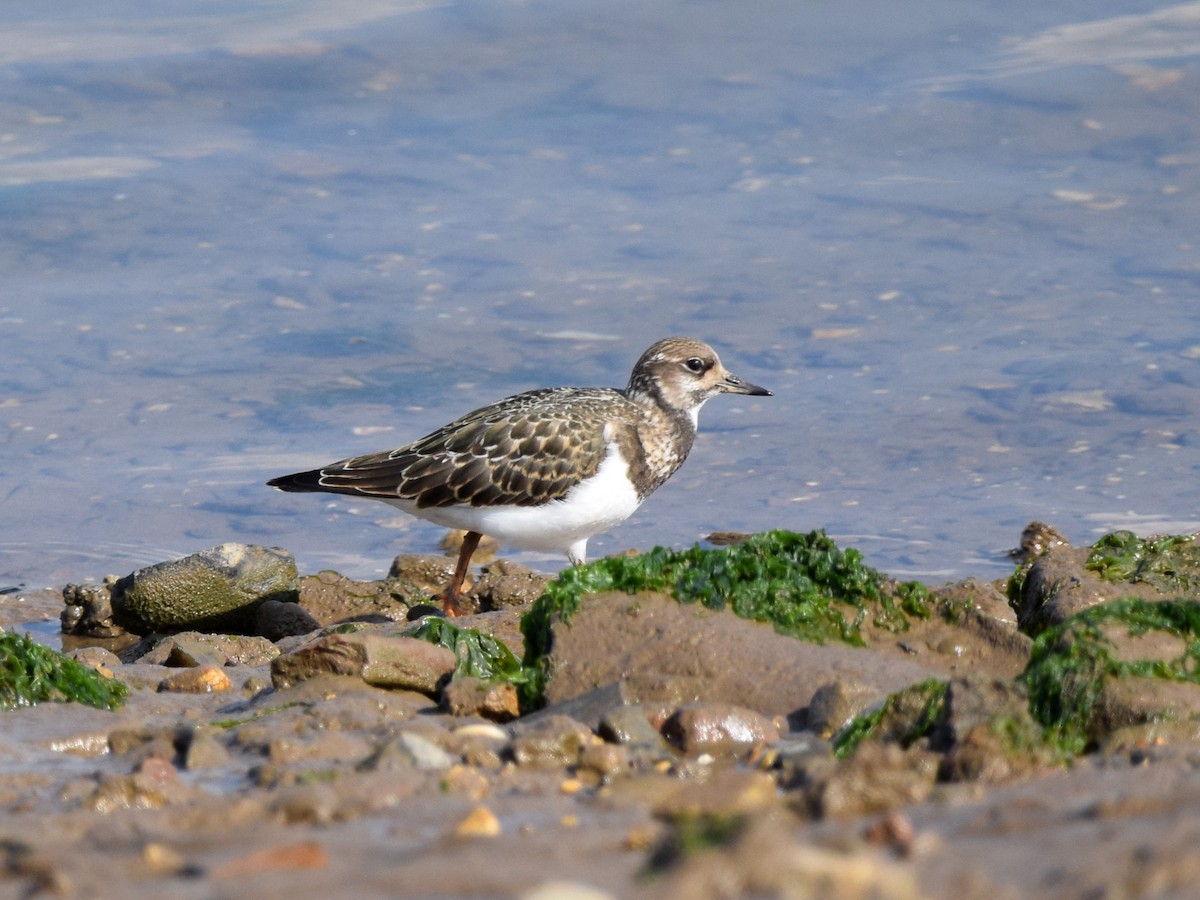 Ruddy Turnstone - ML302993481