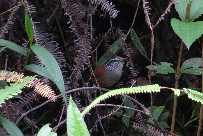 Munchique Wood-Wren - Jeff Harding