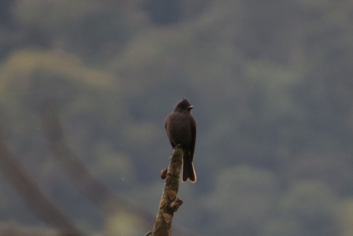 Smoke-colored Pewee - ML302994251