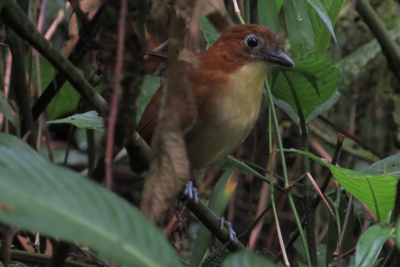 Yellow-breasted Antpitta - Jeff Harding