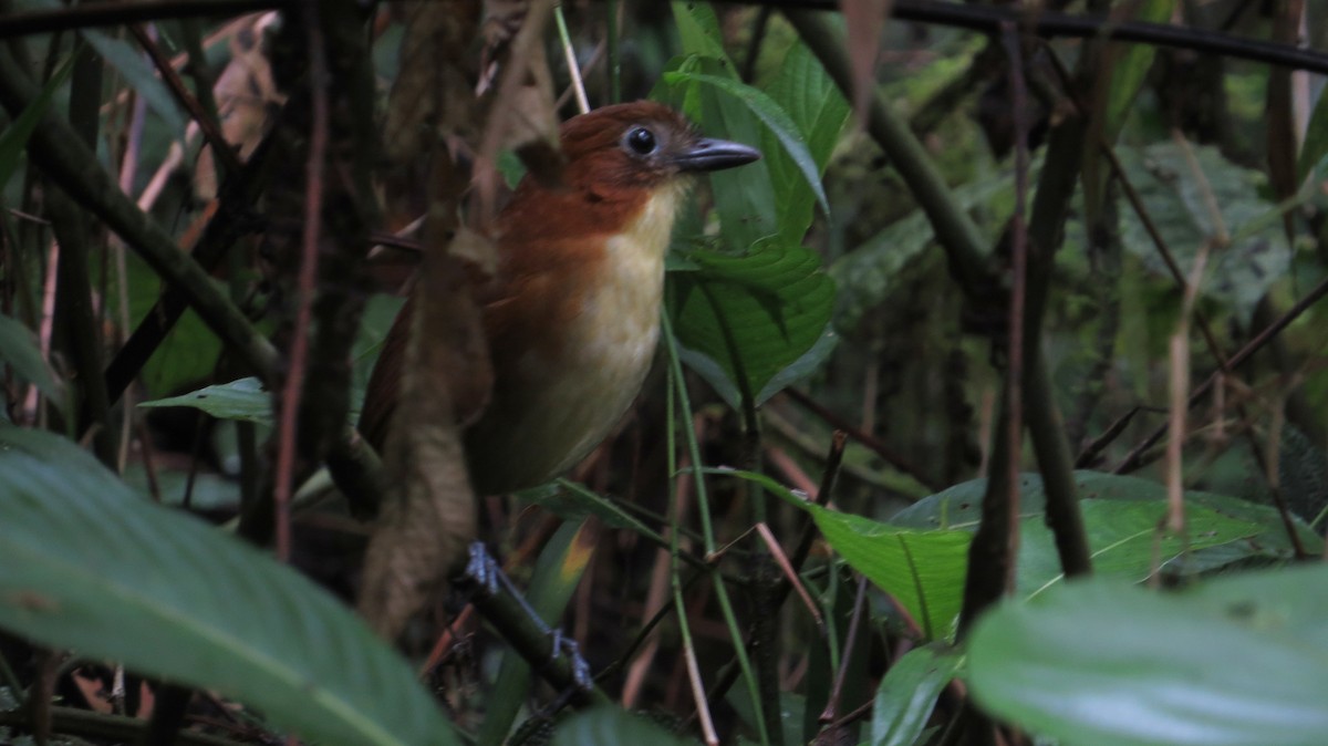 Yellow-breasted Antpitta - ML302994621