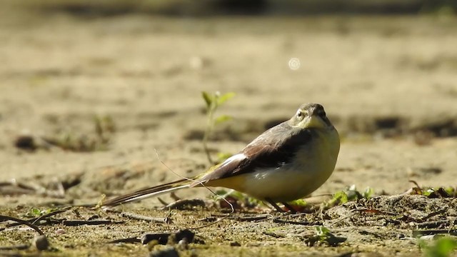 Gray Wagtail - ML302994911