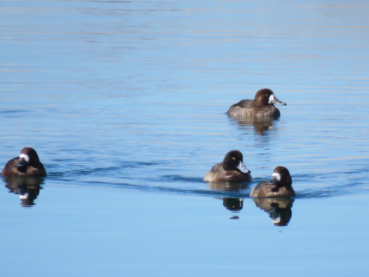 Greater Scaup - ML302996081