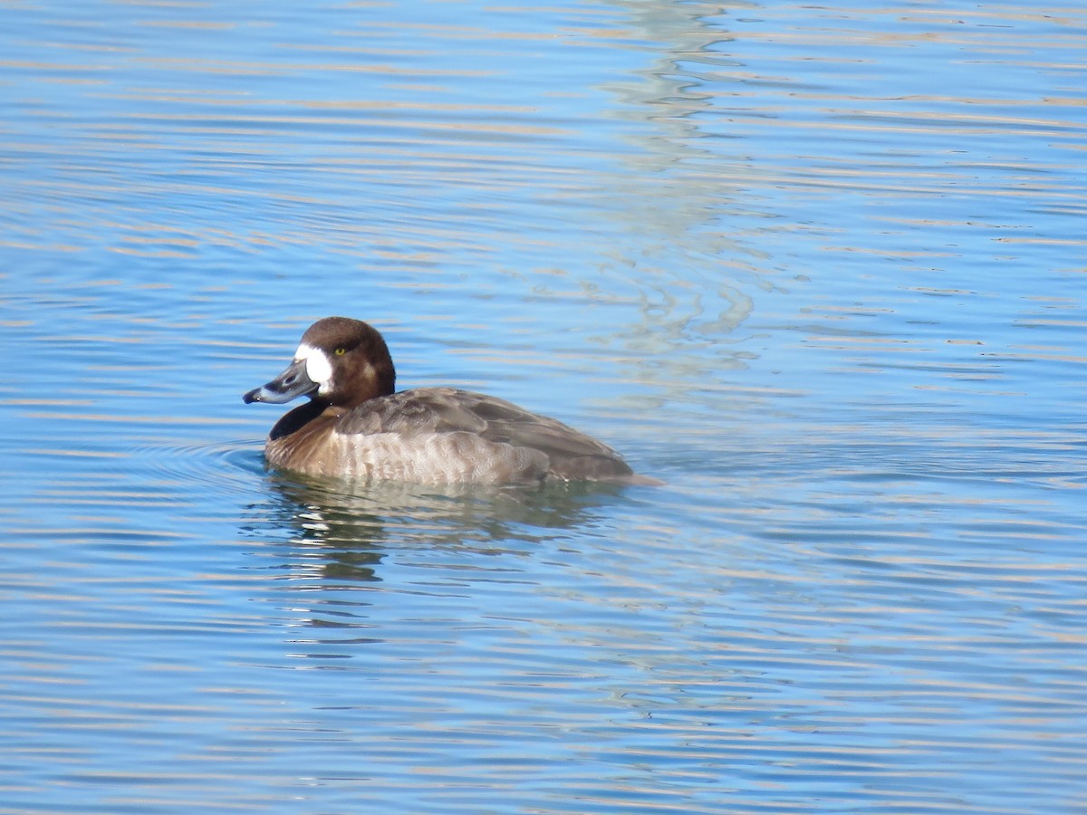 Greater Scaup - ML302996161