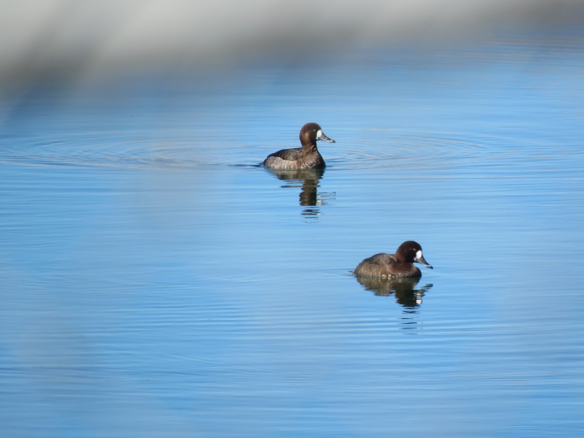 Greater Scaup - ML302996211