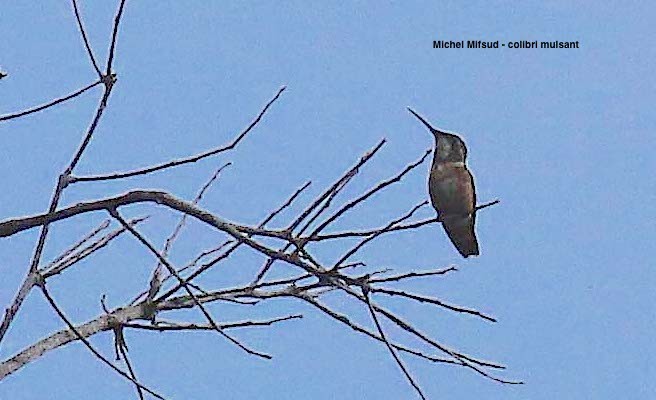 White-bellied Woodstar - Michel Mifsud