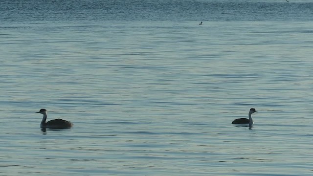 Western Grebe - ML302996721