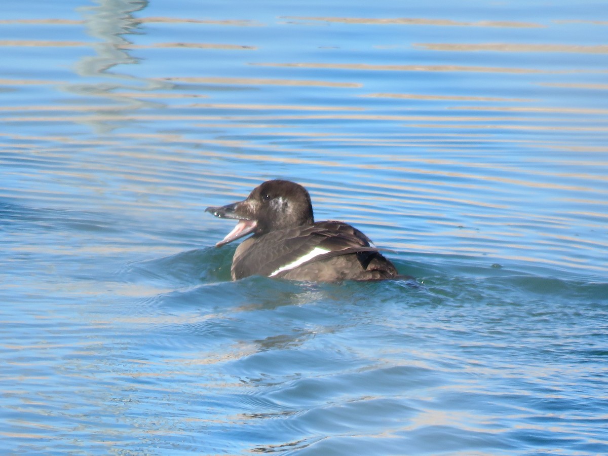White-winged Scoter - ML302996881