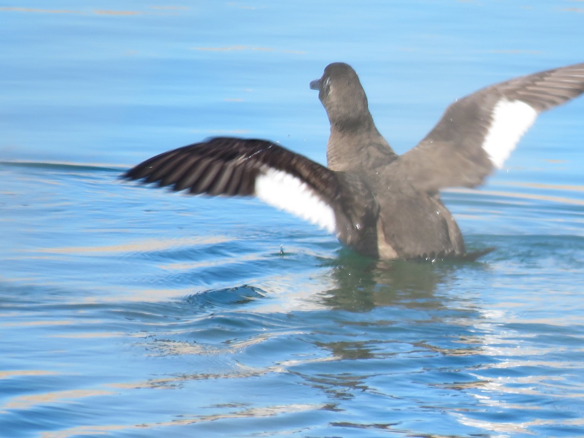 White-winged Scoter - ML302996961