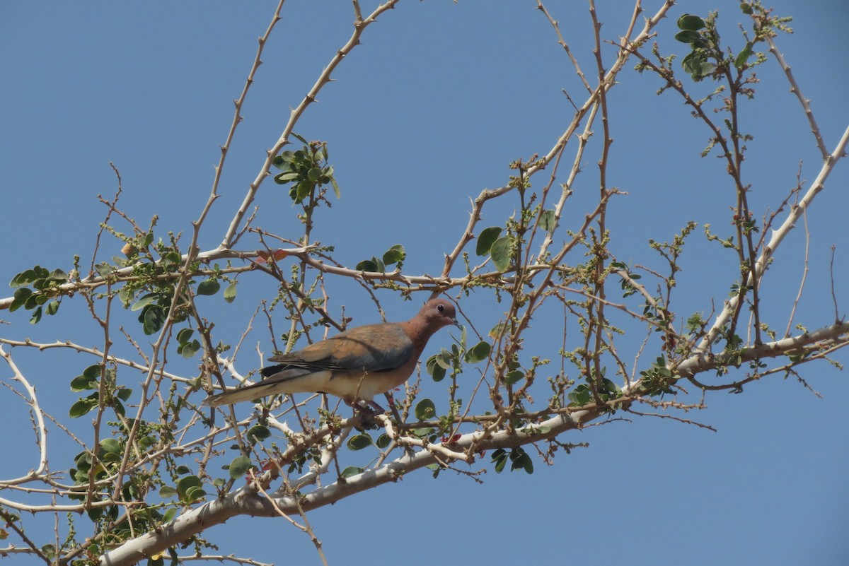 Laughing Dove - Filipe Canário