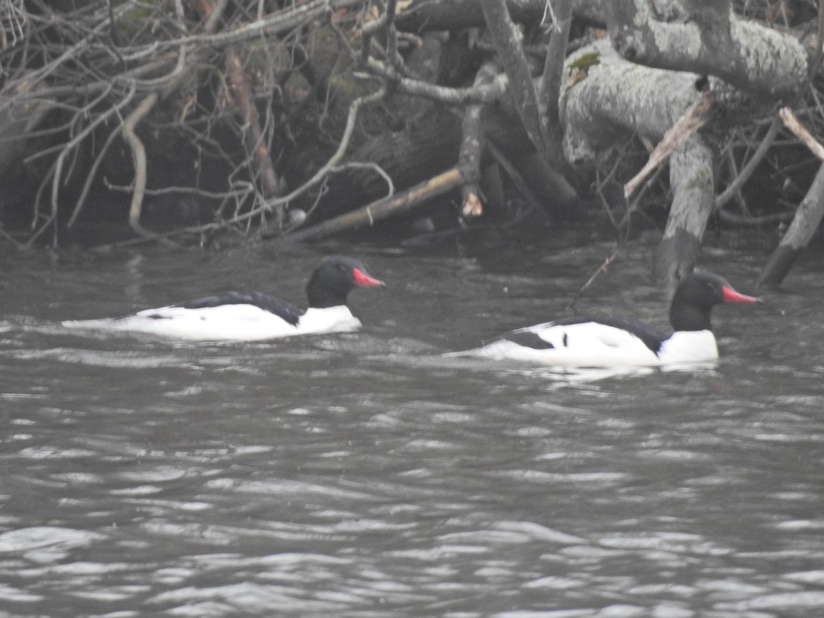 Common Merganser - ML302997711