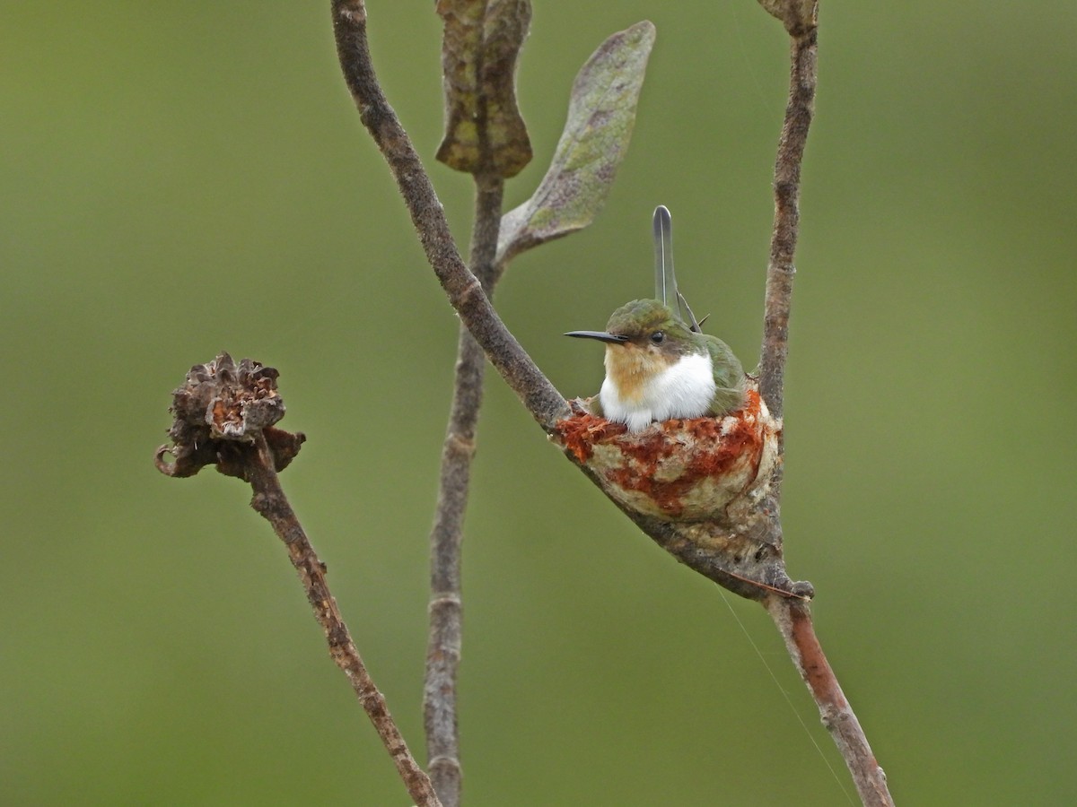 Horned Sungem - Edvaldo Júnior
