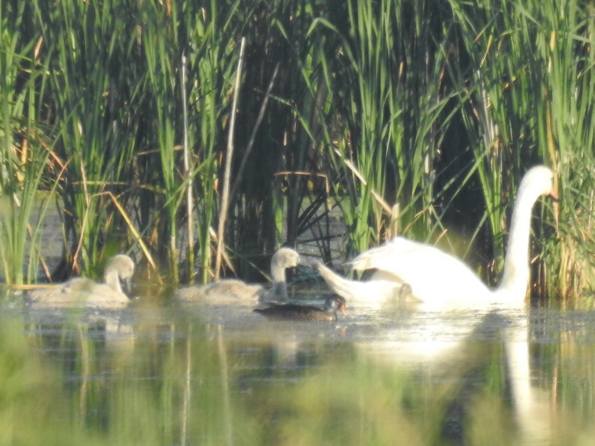 Cygne tuberculé - ML30299851